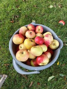 Bucket of apples just picked from the tree